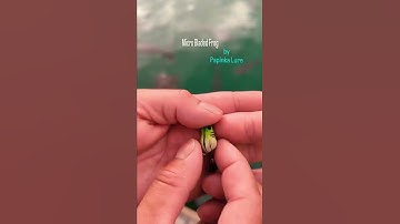 New #bfs micro frog lure 🐸 #bfsfishing #microfishing #frogfishing #shortsfeed #fyp #explore