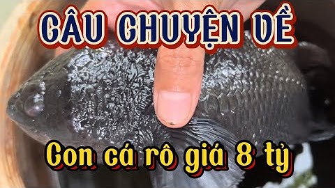 CON CÁ RÔ ĐỘT BIẾN GIÁ 8 TỶ | Chính Anh OT