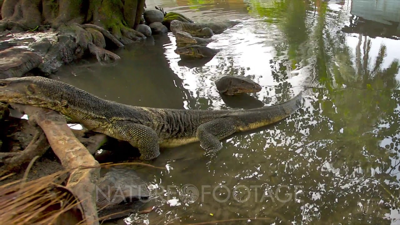 Monitor Lizards In A River On Tioman Island Malaysia YouTube Monitor Lizards In A River On Tioman Island Malaysia YouTube