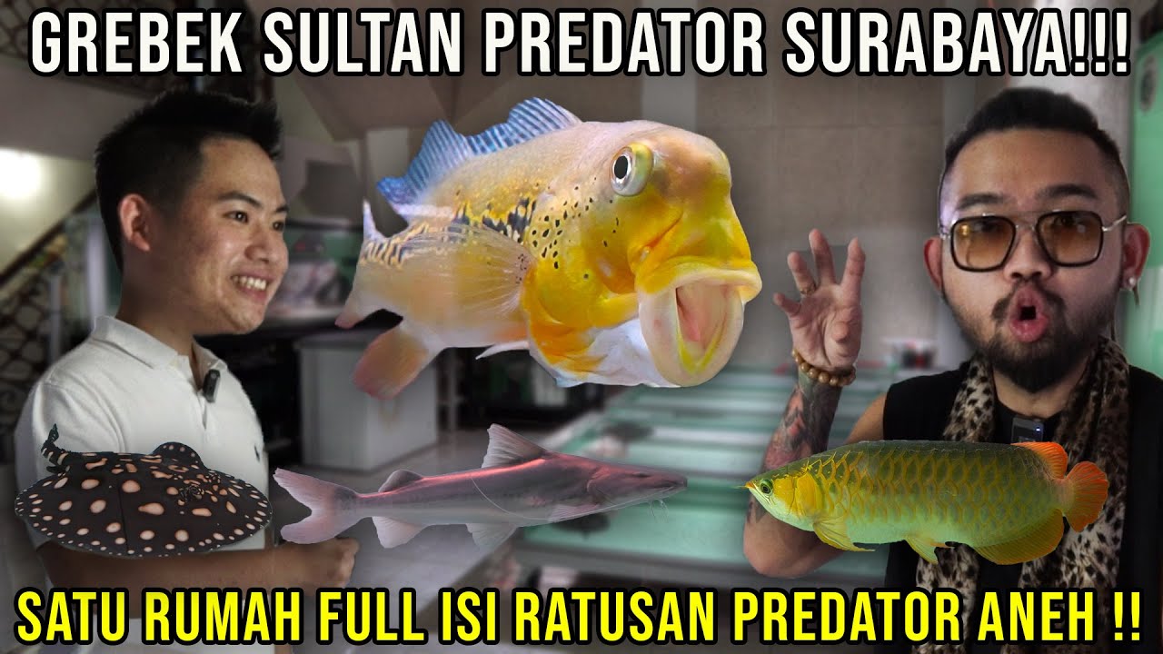 GREBEK SULTAN PREDATOR SURABAYA!! SATU RUMAH FULL ISI RATUSAN PREDATOR ANEH!! PS FISH #AudreyA