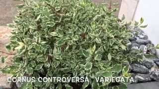 Cornus controversa Variegata. Garden Center online Costa Brava - Girona.(Cornus controversa Variegata. Garden Center online Costa Brava - Girona. Web: http://personalgardenshopper.es/, 2014-06-08T07:55:50.000Z)