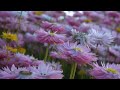 Australian Botanic Garden Mount Annan 4K video