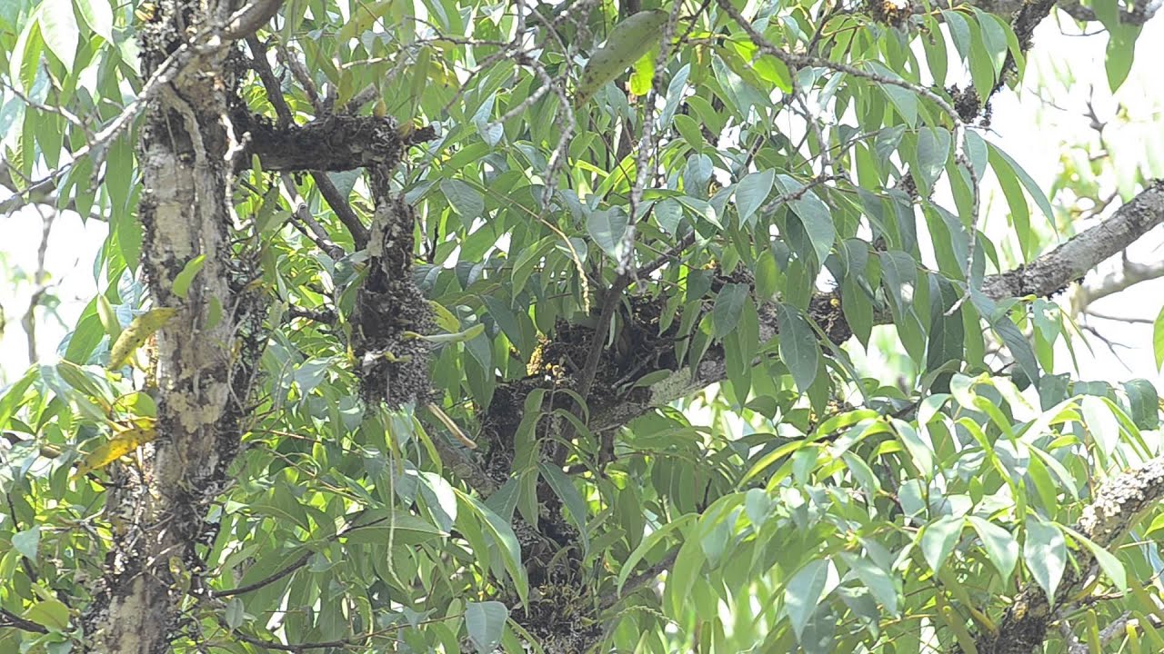 Himalayan Cutia 
