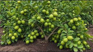 🍋How to Grow Hundreds of Lemon Trees From Just One Branch!