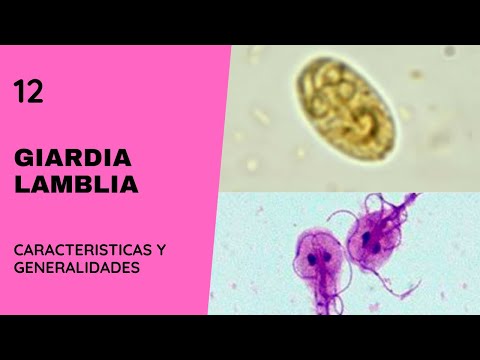 Giardia Lamblia 12 || Giardiasis || Parasitología || Flagelados
