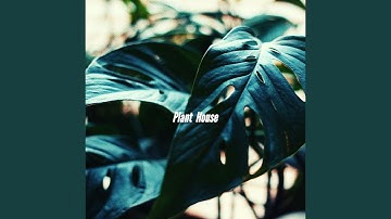 Alluring Ambience for Seeking Dreams