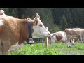 коровы в швейцарии