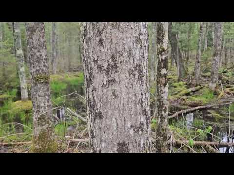 Video: Black Ash Tree Teelt: informatie over Black Ash Trees in het landschap