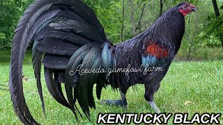 Kentucky Beautiful Black White Birds | JUAN ACEVEDO FARM