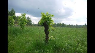 Ловушки на пчел. Чертеж конструкции. Как поймать пчел. Поймать рой в ловушку просто.