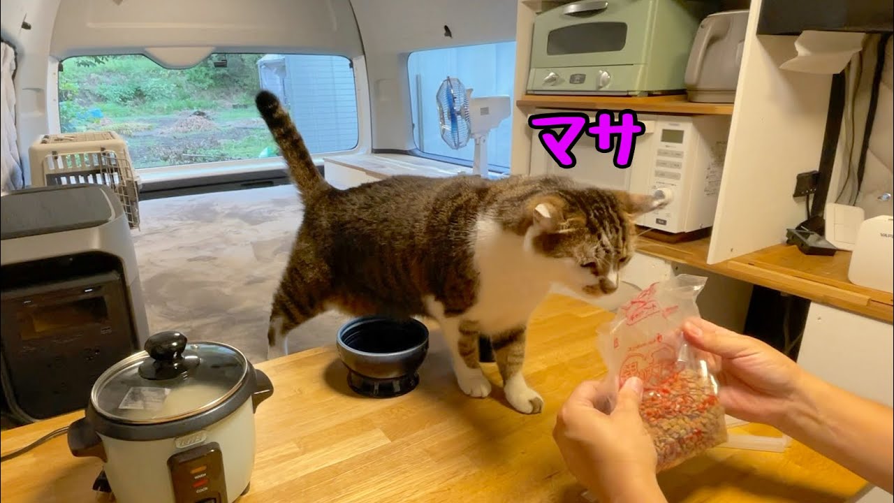 Ущерб, нанесенный тайфуном... Провожу время в машине с котом.