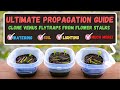 Venus flytrap propagation  how to propagate venus flytraps from flower stalk cuttings