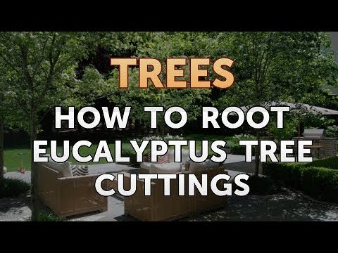 Video: Kan du ta en stickling från ett eukalyptusträd?