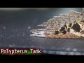 飼育放棄されたボロボロのポリプテルスを買ってきた【アクアリウム】