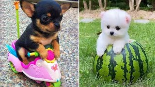 Baby Dogs 🔴 Cute and Funny Dog Videos Compilation #18 | 30 Minutes of Funny Puppy Videos 2021