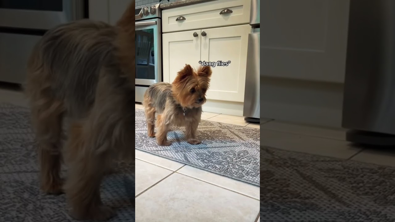 My toothless dog couldn’t protect a fly🤪