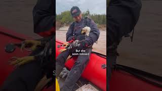 Amazing eagle rescue