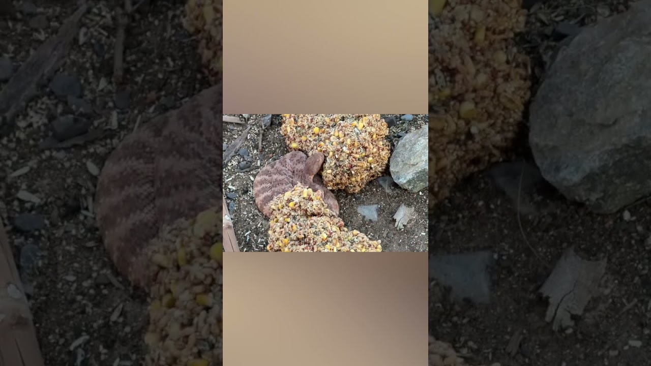Bird feeder = Rattlesnake Feeder