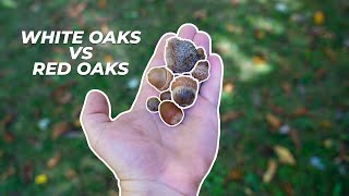 Identifying Oak Trees for Whitetail Deer Hunting