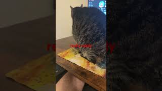 And Sometimes I get Frisky! #catvideos #cats #seniorcat #catshorts #viral #funny #fyp #catsofyoutube