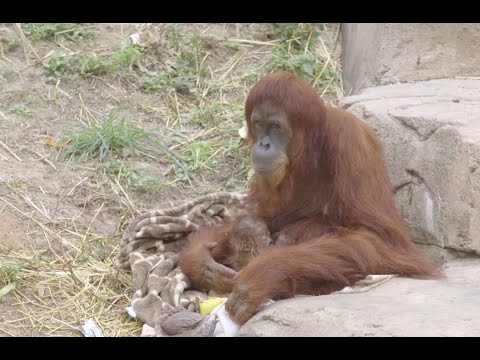 Critically Endangered Sumatran