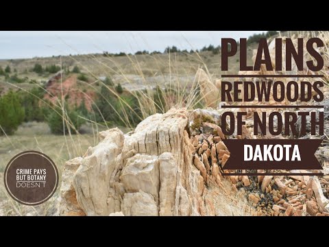 Video: Mengapa pohon tidak tumbuh di North Dakota?