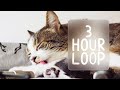  asmr cats grooming 89 3 hour loop