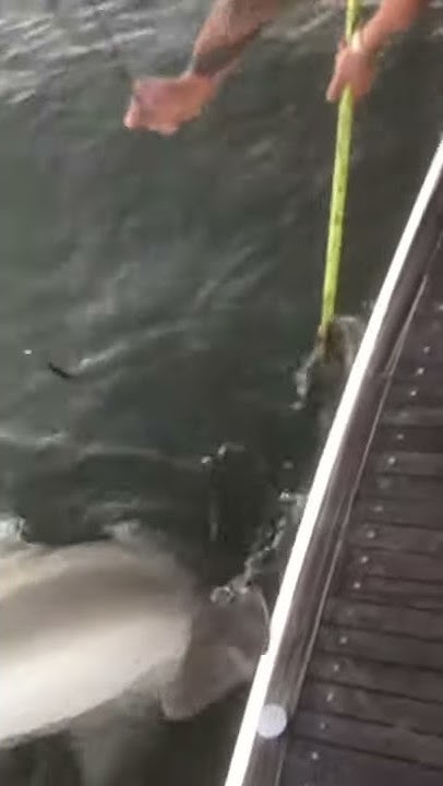 Bull Shark, Gold Coast - YouTube