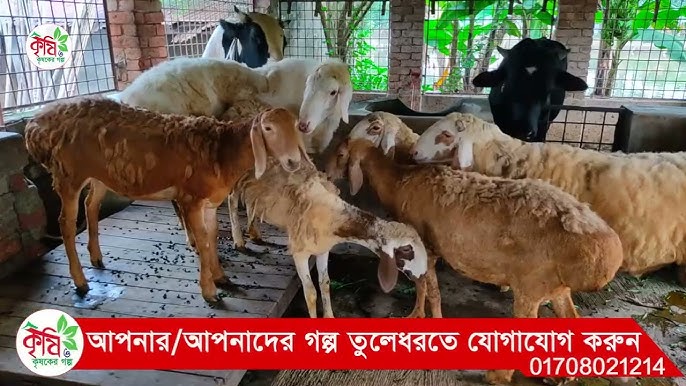 Men dumbani dumbamga qoydim