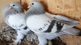 Kuzey Poyraz Oyun Kuşlari