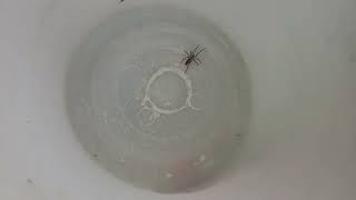 Catching Wolf Spider