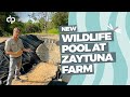 New wildlife pool at zaytuna farm