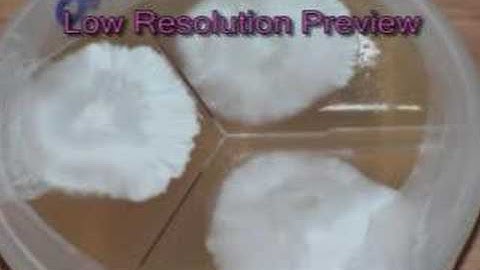 Mushroom Strain Isolation on Agar