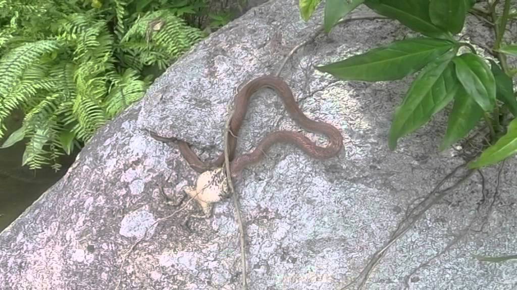 Snake v Frog Koh Samui Thailand | lucky restaurant koh samuiเนื้อหาที่เกี่ยวข้องที่แม่นยำที่สุด