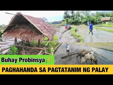 Video: Paghahanda Para Sa Pagtatanim Ng Mga Gooseberry