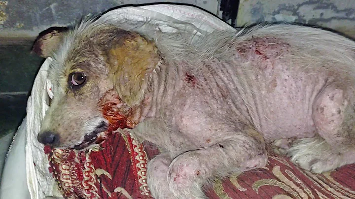 Shivering in pain, wounded and terrified. Meet the sweetest patient ever. - DayDayNews