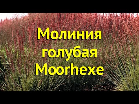 Video: Molinia Blu (28 Foto): Variegata E Heidebraut Molinia, Moorhexe E Altre Varietà