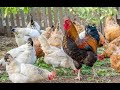Hen and roosters in sri lanka @easycrafts6140