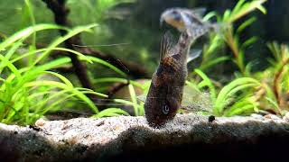 Slow Motion of Corydoras Sand-sifting