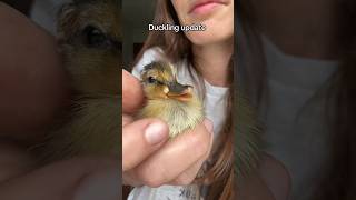 I Was Amazed When I Saw This Duckling After Some Beauty Rest Its So Nice To Have A Happy Ending 