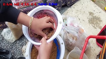 Bài Mồi Câu Cá Chép Mùa Đông của Sapham Cực Kỳ Hiệu Quả