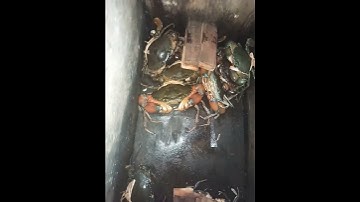 vertical mud crab farming video #rivercrab #crab
