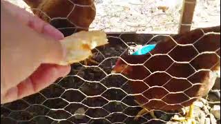 Chickens Love Pizza - Mis Gallinas Aman La Pizza