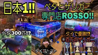 日本１‼ベタ＆ザリガニ専門店‼ROSSOさんに突撃‼　#アクアリウム #ベタ #タイゴースト