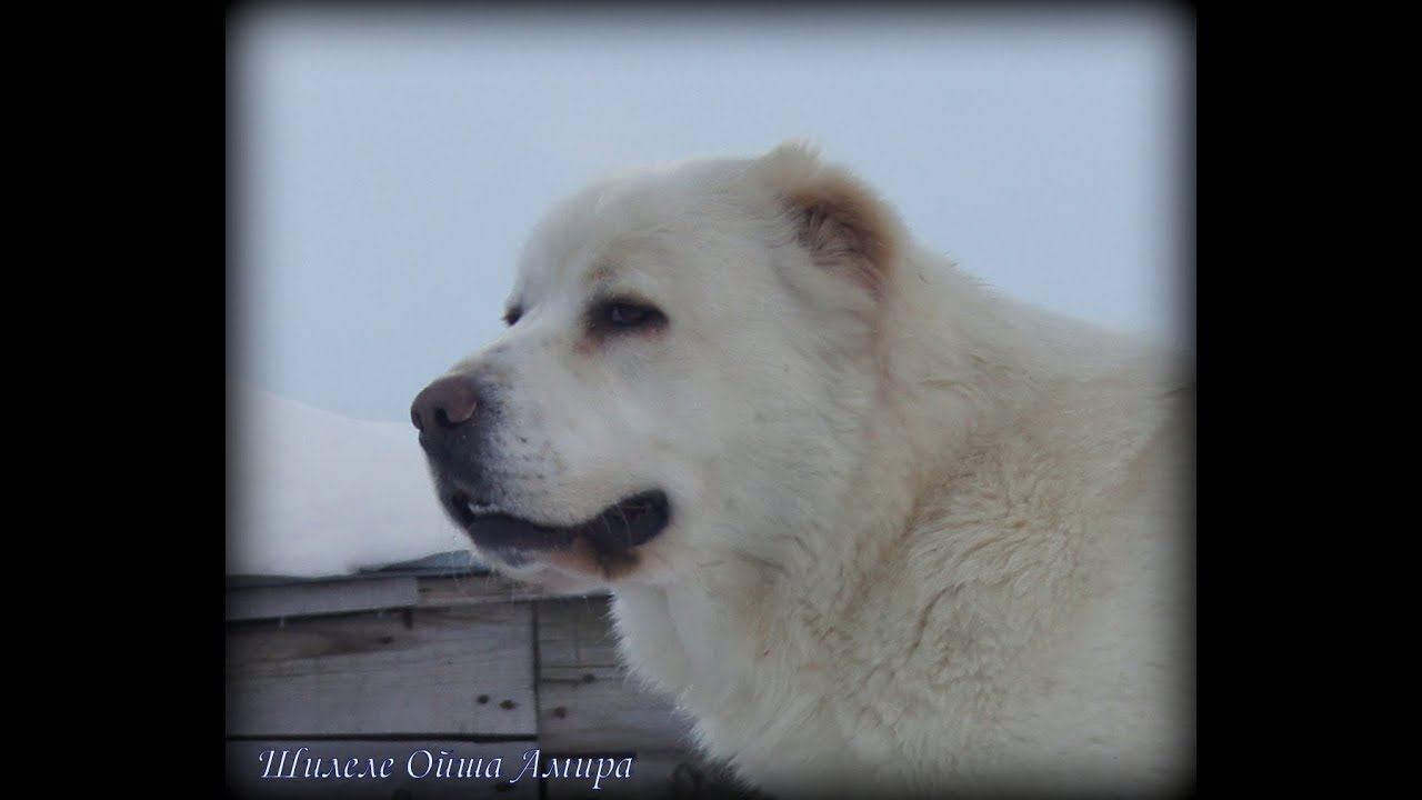 Сао овчарка алабай. Алабая. Среднеазиатская овчарка. Алабай на прогулке. Снежный алабай.