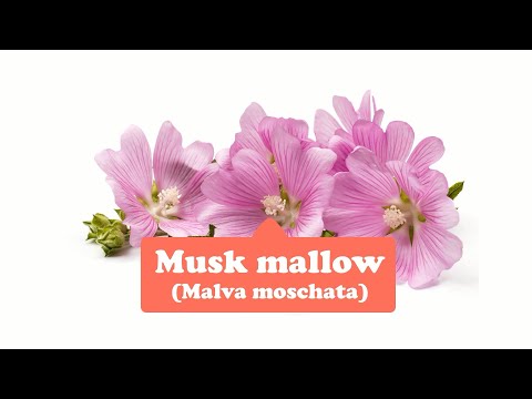 Video: Musk Mallow Məlumatı – Müşk Mallow Bitkilərini Necə Yetişdirmək olar