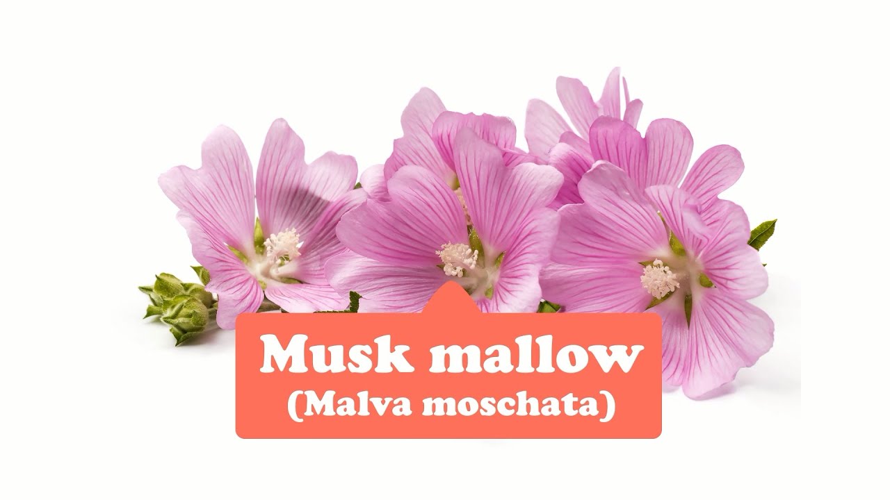 Buy Musk Mallow 15% at the best price of US$ 69.99 Goddess of Spring