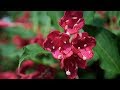 Virginia Home Grown: May 2018 Virginia Home Grown: May 2018