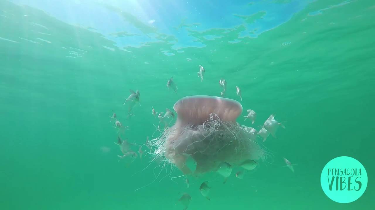 Pensacola Pink Meanie Jellyfish YouTube