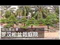 羅漢松|羅漢松盆栽庭院